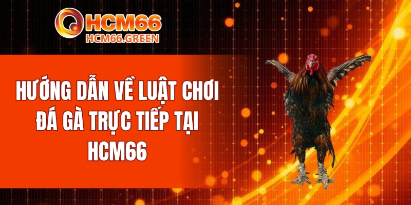 Hướng dẫn về luật chơi đá gà trực tiếp tại HCM66