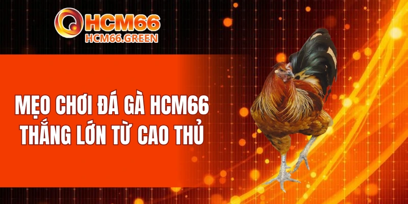 Đá Gà HCM66 6 Mẹo chơi đá gà HCM66 thắng lớn từ cao thủ