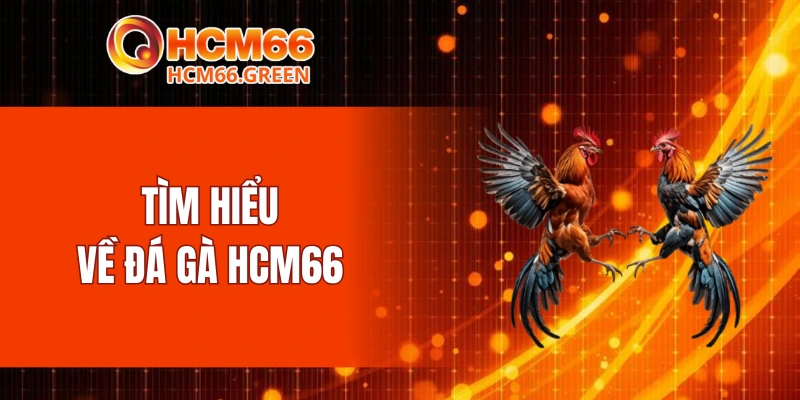 Đá Gà HCM66 4 Tìm hiểu về đá gà HCM66