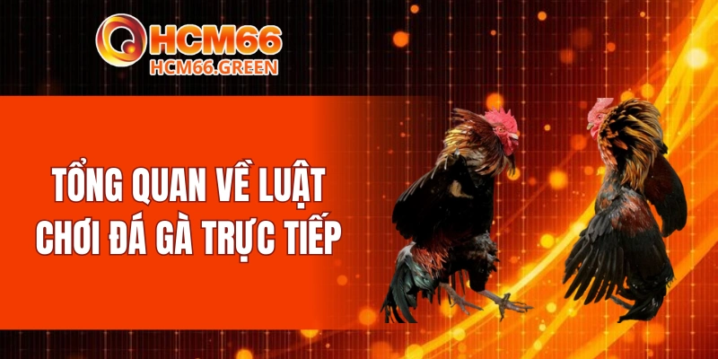 Tổng quan về luật chơi đá gà trực tiếp